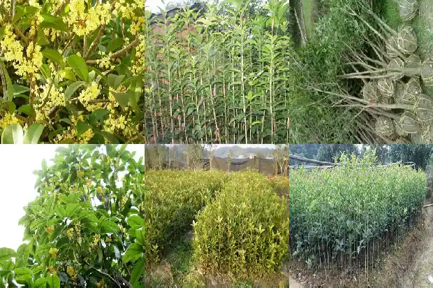 桂花树栽在家里好吗1681863404538