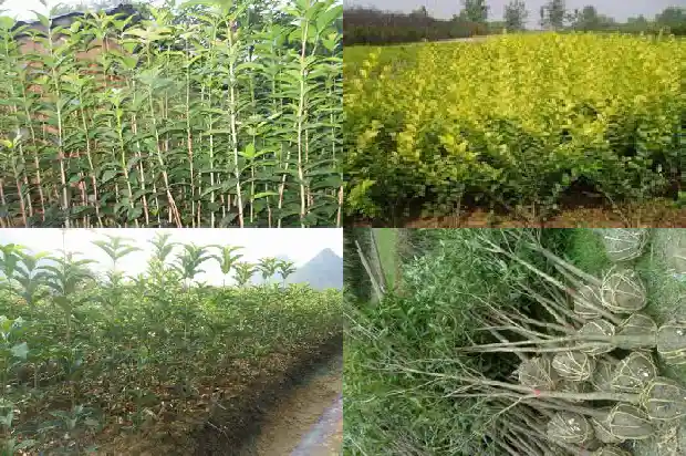 桂花树适合家里盆栽么1681863525936