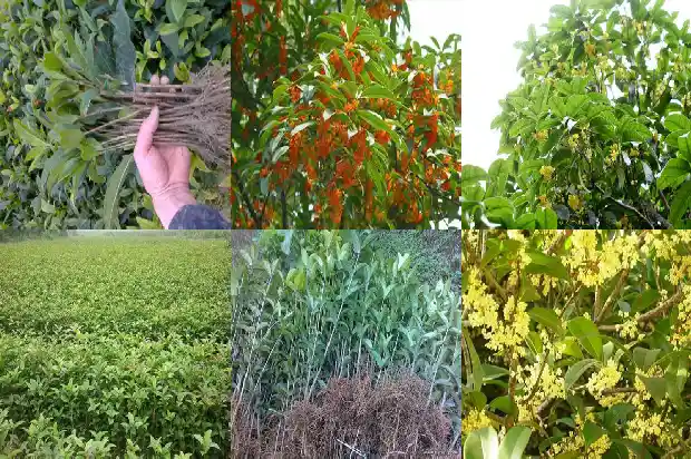 桂花树适合家里盆栽么1681863525983