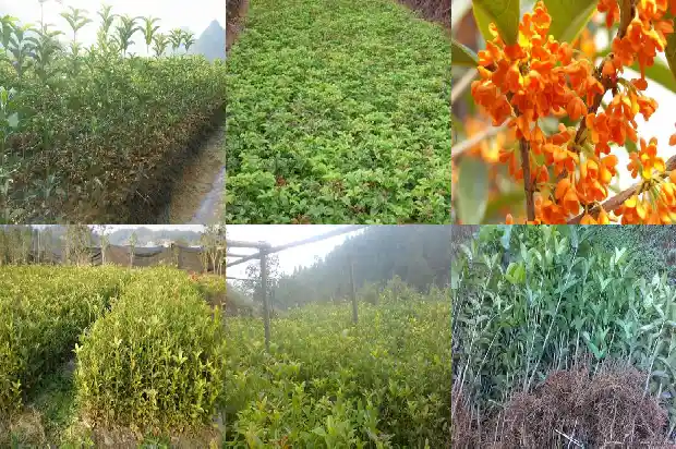 什么时候适合种桂花树1681863648929