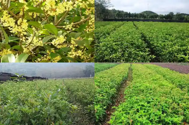 什么时候适合种桂花树1681863648977