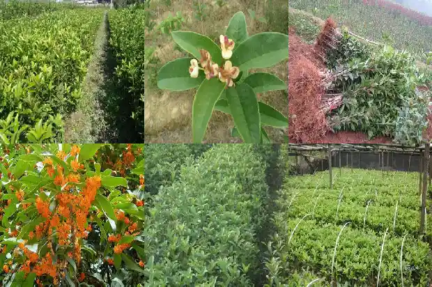 什么时候适合种桂花树1681863649024