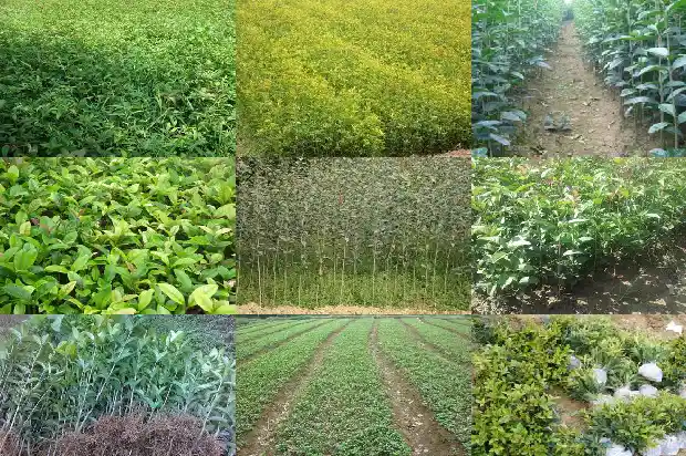 什么树桩能嫁接桂花树苗1688344055239