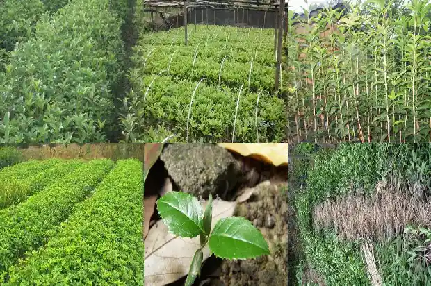 桂花树什么月份栽最好1681863783117