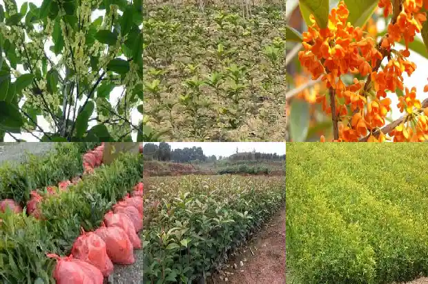 什么时候种植桂花树最好1681863897703