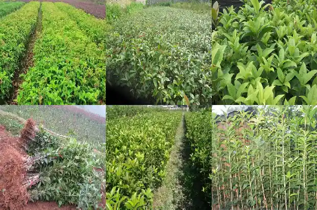 什么时候种植桂花树最好1681863897750