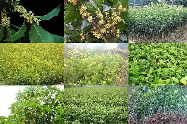 什么时候种桂花树成活率高1681864018998