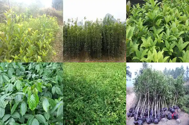 桂花最好的品种有哪些1690590834842