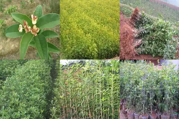 庭院栽什么桂花树好1681864143518