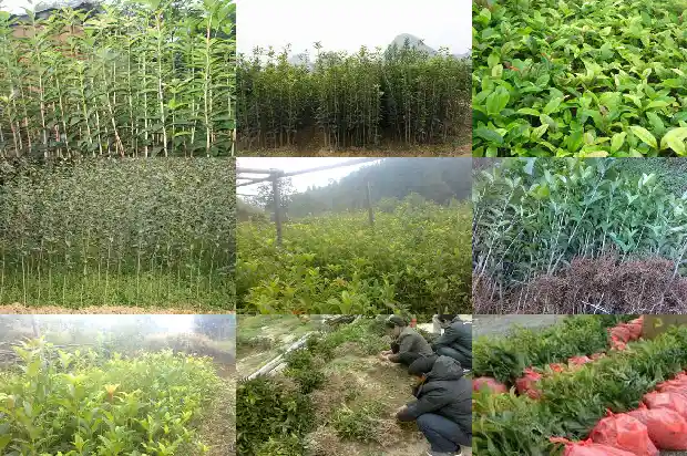 庭院栽什么桂花树好1681864143612
