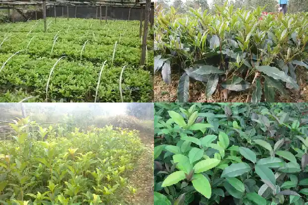 桂花树如何种植和管理1681864266501