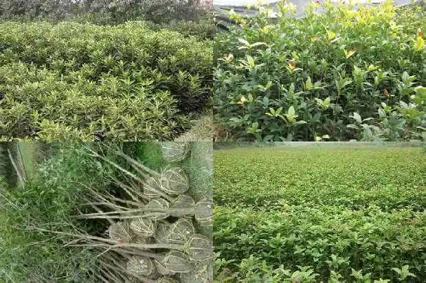 桂花树冬天种植可以吗1681864370916