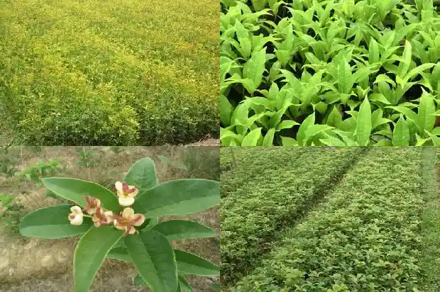 桂花树冬天种植可以吗1681864370964