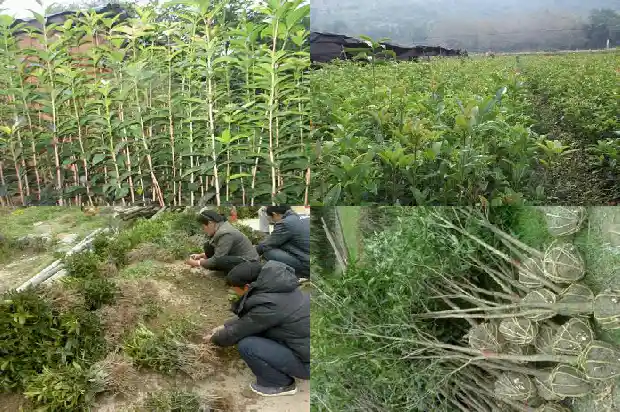 桂花树冬天种植可以吗1681864371011