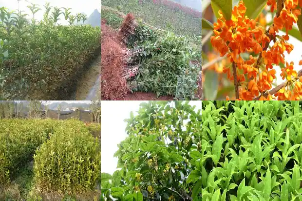 桂花树冬天种植可以吗1681864371059