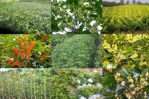 一个桂花树的价格是多少钱啊1689838032907