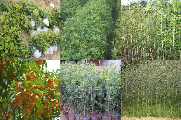 桂花树批发市场价格表最新1690158618699