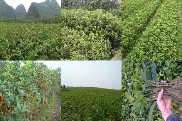 桂花树能放在客厅养吗风水好吗1681864460146