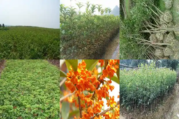 桂花树适不适合在屋里养1681864600531