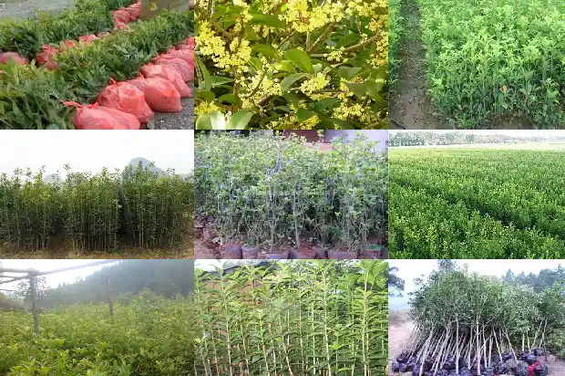桂花树适不适合在屋里养1681864600579
