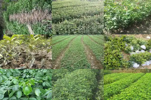 庭院种桂花树好不好风水1681864699510