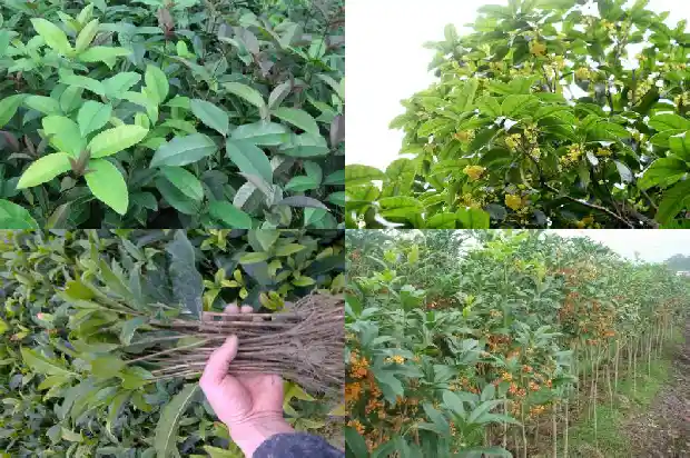成年的桂花树多少钱1689640150126