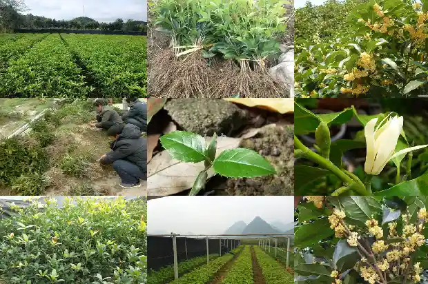 桂花树适合栽在庭院吗1681864800498