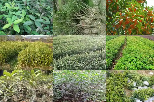 桂花树适合栽在庭院吗1681864800546