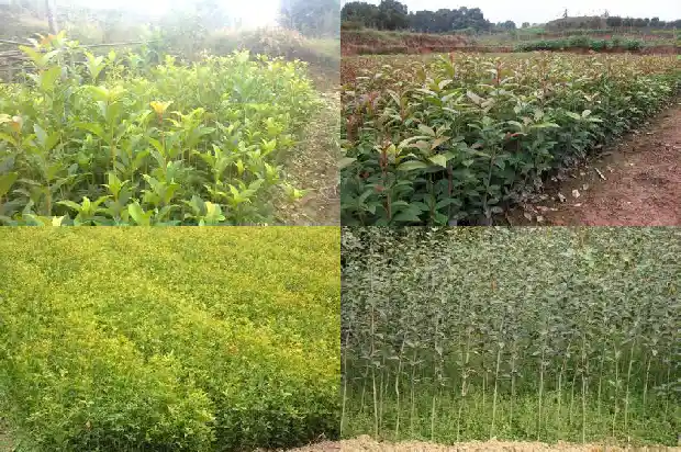 桂花的花冠是什么样子的1690763748861