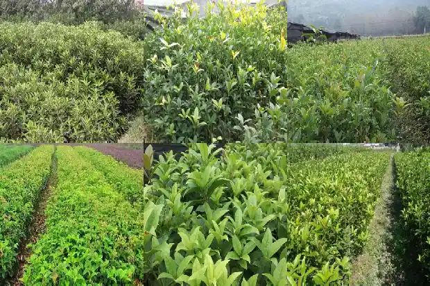 庭院里能栽桂花树吗1681864901294