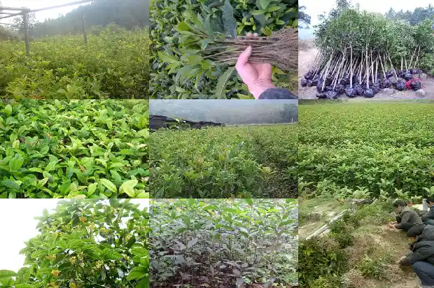 桂花树不能栽在家中1681864997321