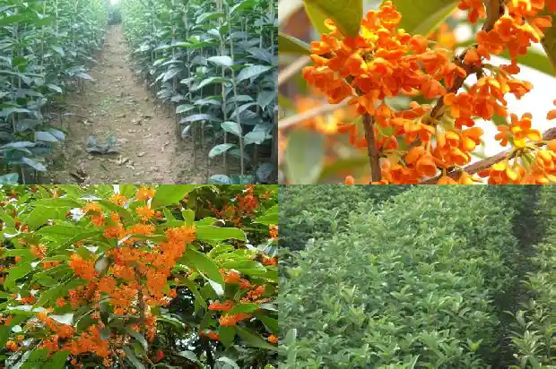 桂花树香吗?1681865106456