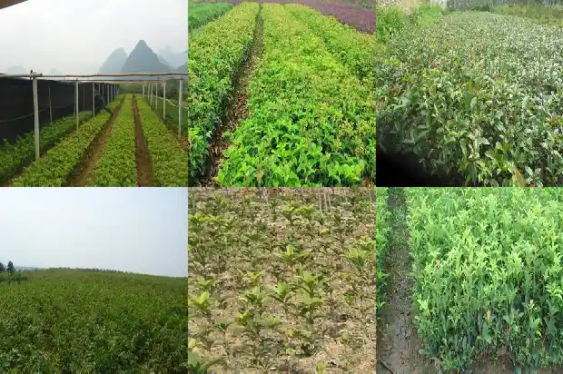 桂花树香吗?1681865106503