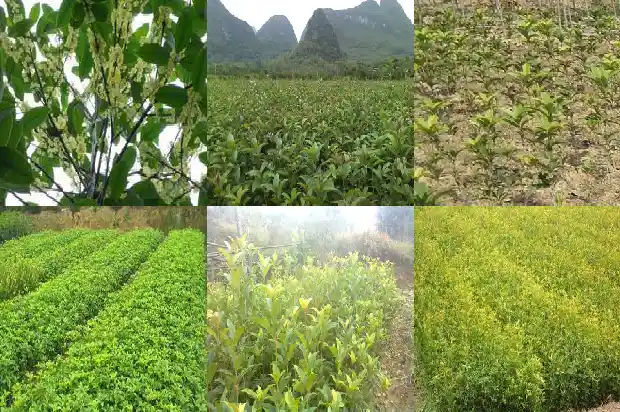 桂花树香吗?1681865106598