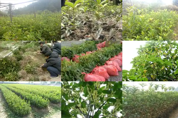 8年的桂花树值多少钱一斤1690158865564