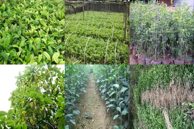 桂花树哪一种比较香1681865297327