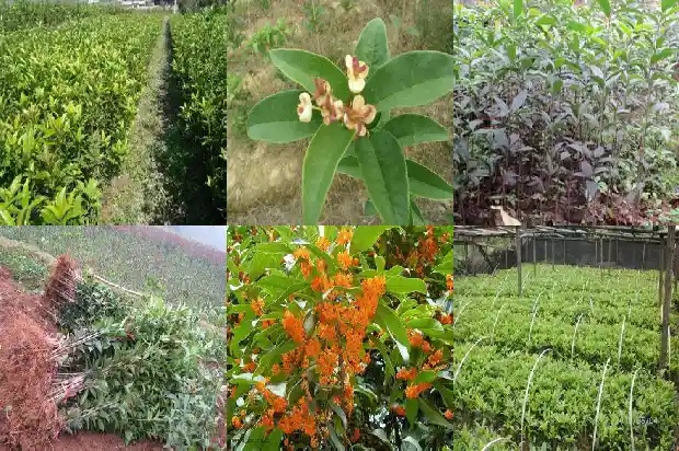 桂花树掰茬能种能活吗1681865399334