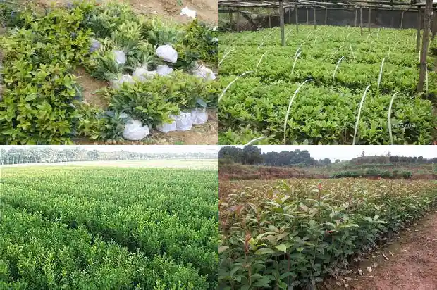 桂花树栽在家里的寓意和象征1681865528044