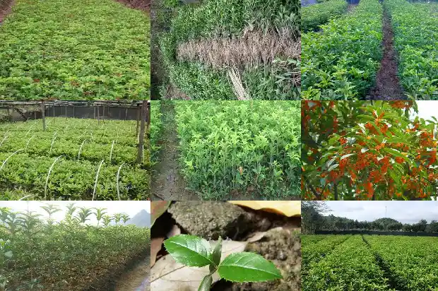 桂花树栽在家里的寓意和象征1681865528092