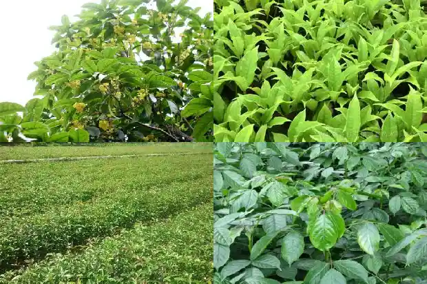 桂花树养在阳台上的寓意1681865732063