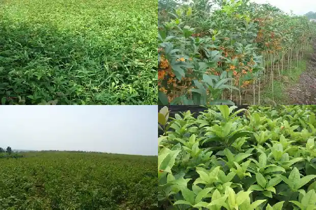 桂花树养在阳台上的寓意1681865732110