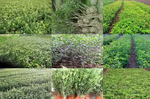 桂花树能插栽吗1681865937127