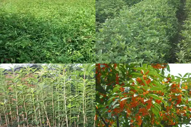 桂花树能插栽吗1681865937222