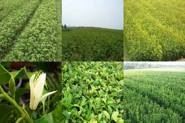 桂花树适合栽在坟头吗1681866035153