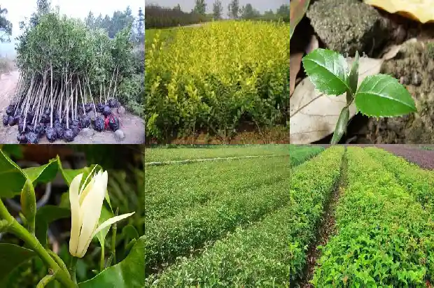桂花树栽在哪里最好1690763320410
