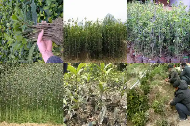 桂花树可以栽坟前吗1681866140982