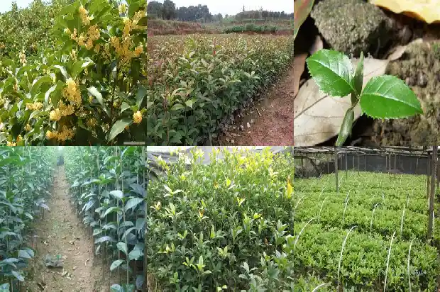 桂花树可以栽坟前吗1681866141030