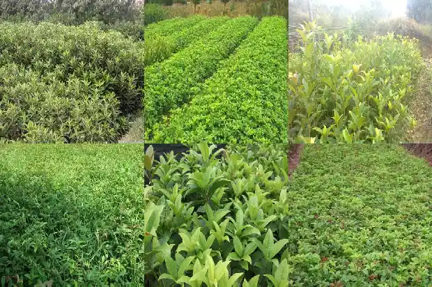 坟头可以种桂花树吗1681866220446