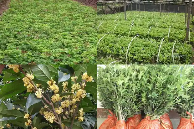 桂花树能种在家门口吗?1681866310283