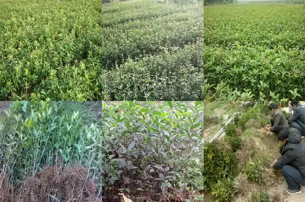 桂花树能栽在家门口吗风水好吗1681866421288